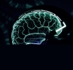 Neurotrading: How a Trader’s Brain Works