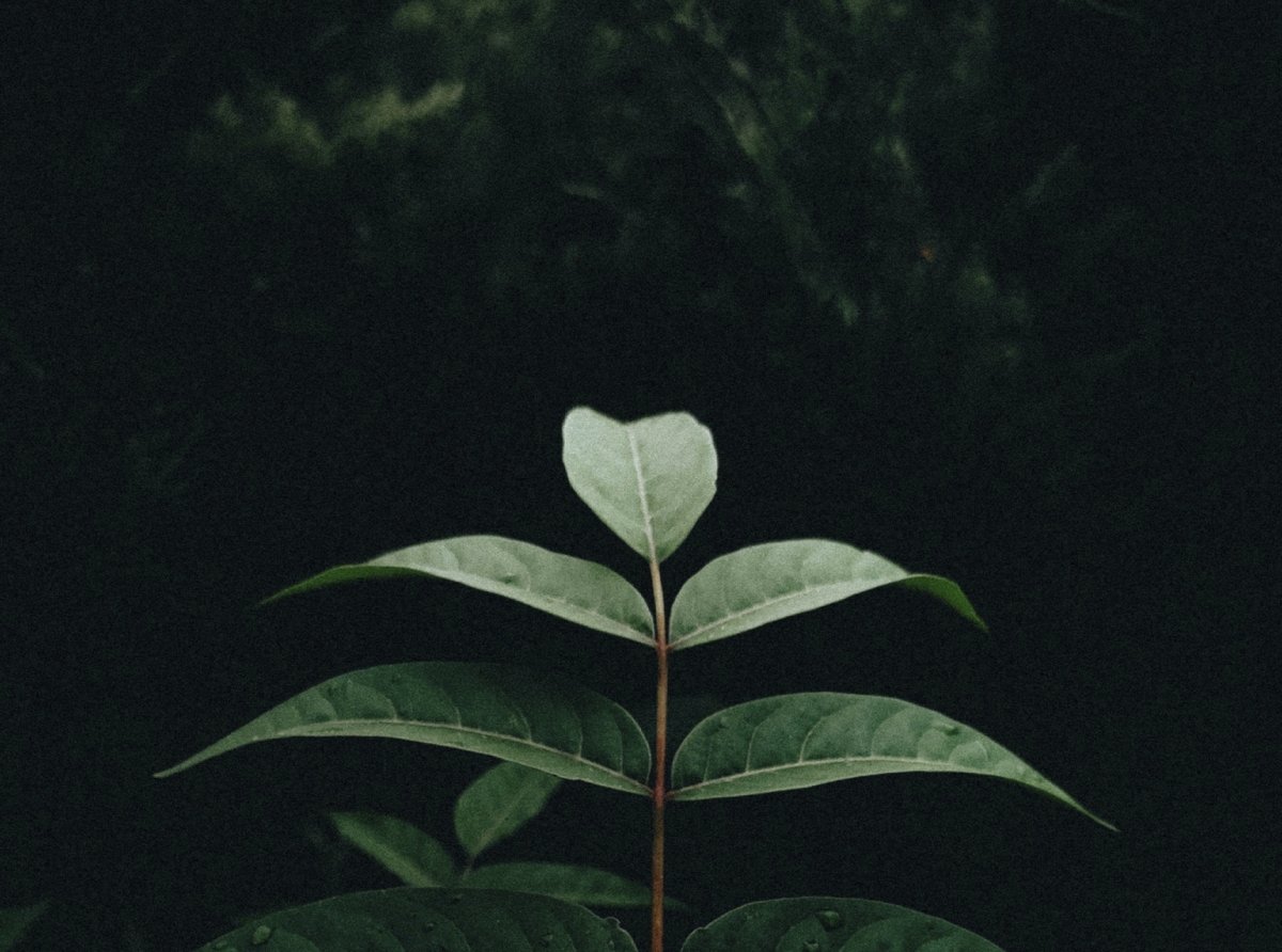 Eco-Friendly CRM: ESG Metrics in MT4 as a New Standard for Green Brokers