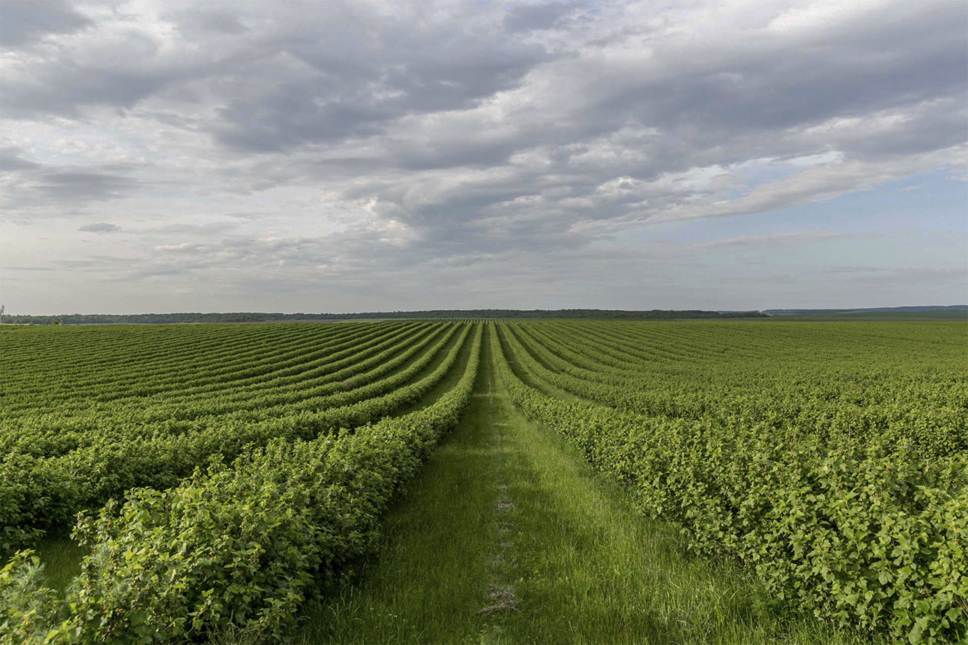 Agro-Forex in the Era of Climate Shifts: Why Coffee and Sugar Are Becoming More Volatile Than Bitcoin and How Small Brokers Can Enter This Market