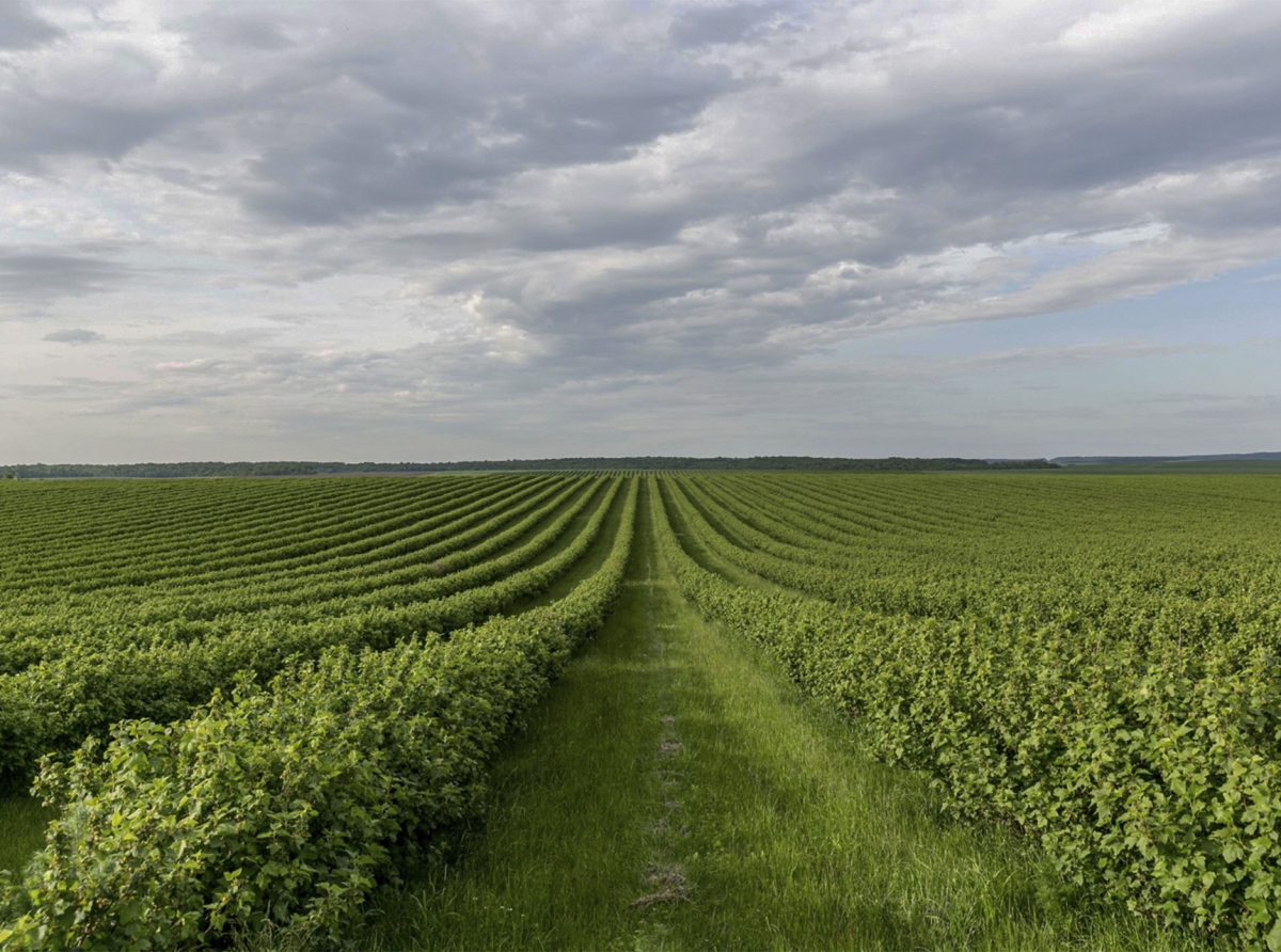 Agro-Forex in the Era of Climate Shifts: Why Coffee and Sugar Are Becoming More Volatile Than Bitcoin and How Small Brokers Can Enter This Market