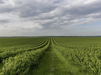 Agro-Forex in the Era of Climate Shifts: Why Coffee and Sugar Are Becoming More Volatile Than Bitcoin and How Small Brokers Can Enter This Market