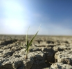 Fertilizer Supply Shock 2026: How the Iran Conflict Threatens Global Food Security